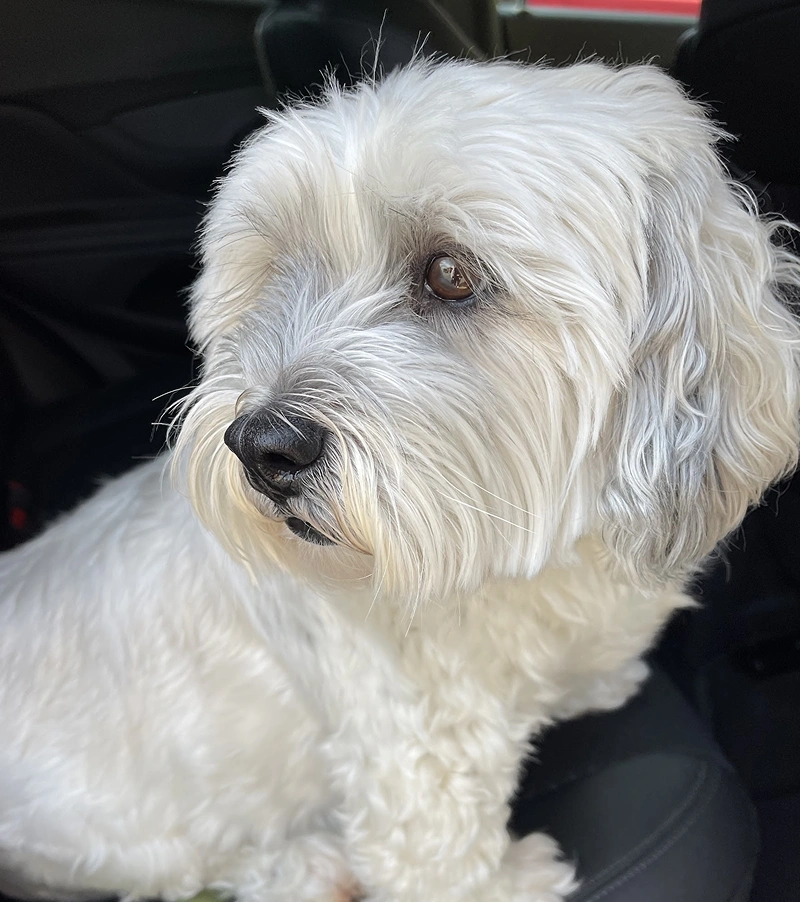 Shop Trusted Products for Your Pet Online