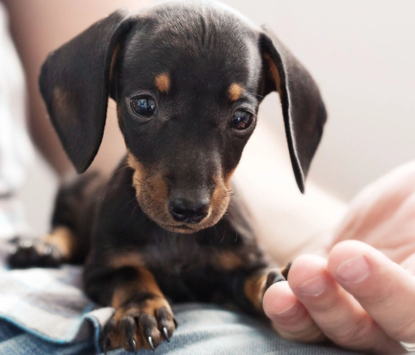 Pet Emergencies
