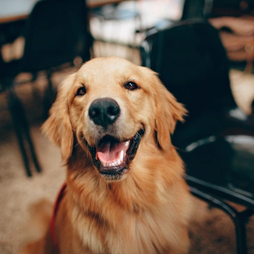 PET DENTAL SERVICES