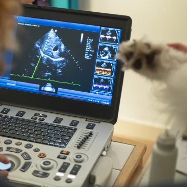 PET DIAGNOSTIC CARE
