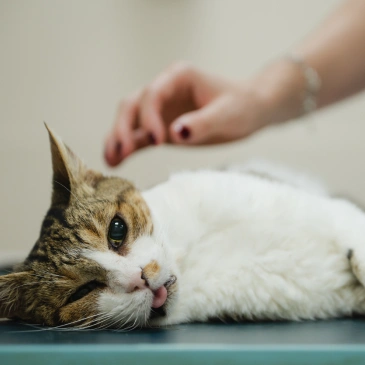 PET EMERGENCIES