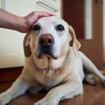 PET PAIN MANAGEMENT