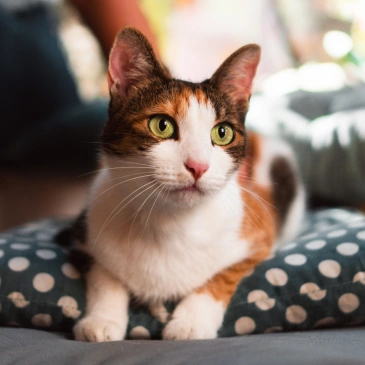 Pet Preventative Care