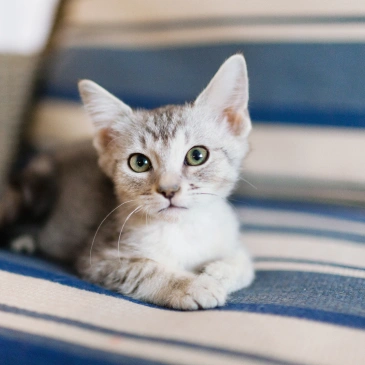 PUPPY & KITTEN CARE