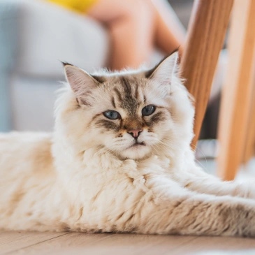 SENIOR PET CARE