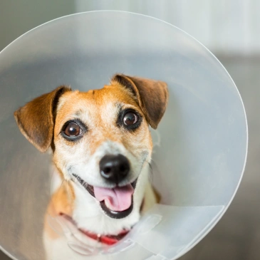 VETERINARY PET SURGERY