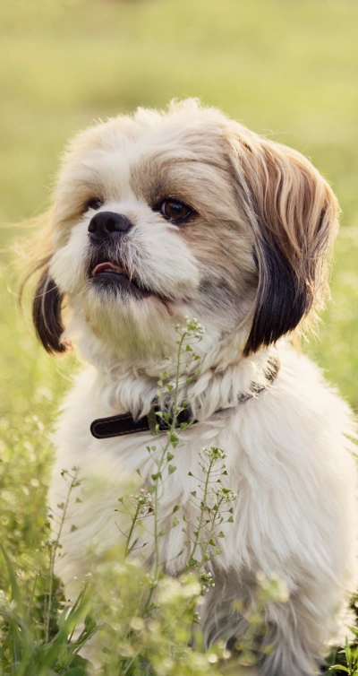 HOW TO INSTALL THE PETDESK APP
