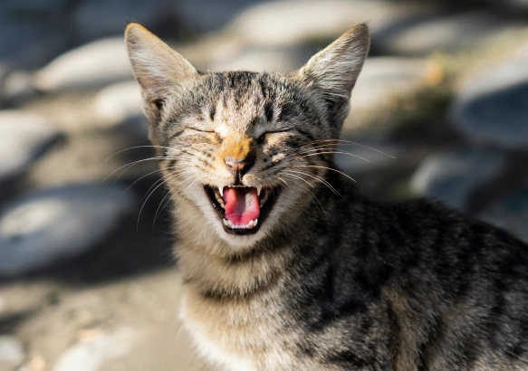 Pet Health App Convenience