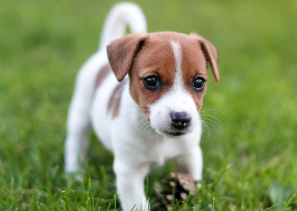 Puppy Kitten Care