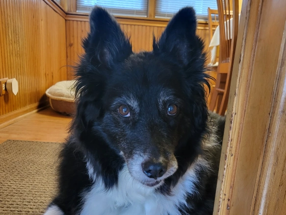 Senior Pet Care