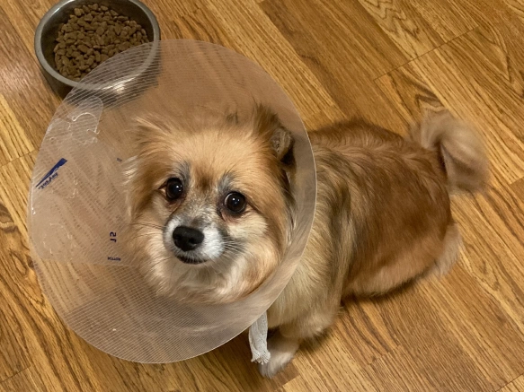 Veterinary Pet Surgery