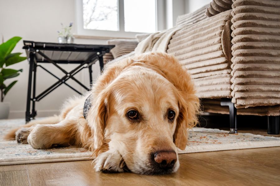 Golden Retriever Cancer
