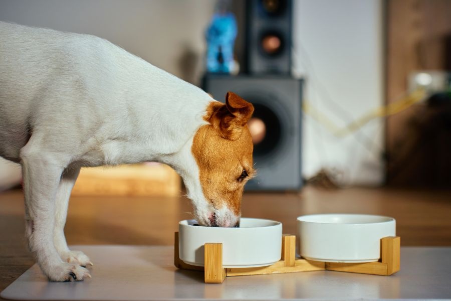 toxic foods for dogs cats
