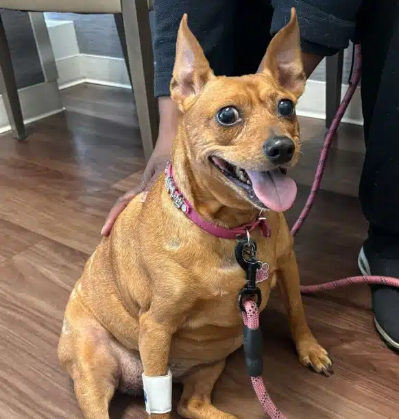 A tan Miniature Pinscher with a pink collar and leash sitting happily on a clinic floor, with a bandage wrapped around its front leg.